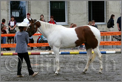 IMG_4439n.jpg (42,0 KB)