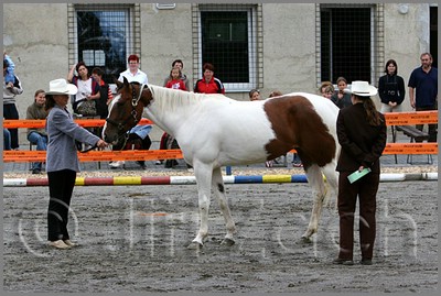 IMG_4445n.jpg (46,2 KB)