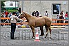 IMG_4396n.jpg(48,7 KB)
