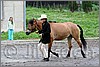 IMG_4404n.jpg(47,0 KB)
