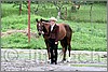 IMG_4411n.jpg(51,7 KB)