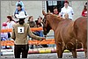 IMG_4426n.jpg(34,3 KB)