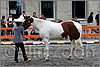 IMG_4439n.jpg(42,0 KB)