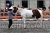 IMG_4440n.jpg(45,2 KB)