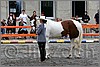 IMG_4441n.jpg(45,5 KB)