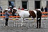 IMG_4445n.jpg(46,2 KB)