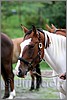 IMG_4449n.jpg(28,5 KB)