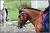 IMG_4491n.jpg(33,2 KB)