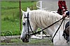 IMG_4550n.jpg(33,9 KB)