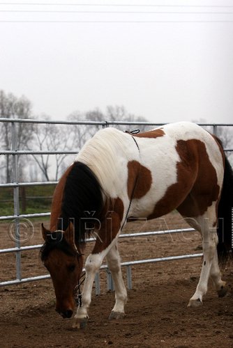 Hos06_0229.jpg