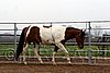 Hos06_0225.jpg