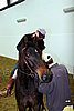 Hos06_0470.jpg
