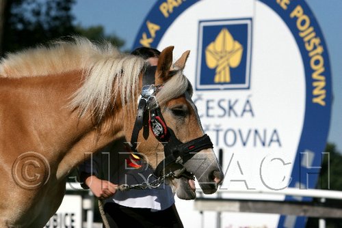 Par06_0598.jpg