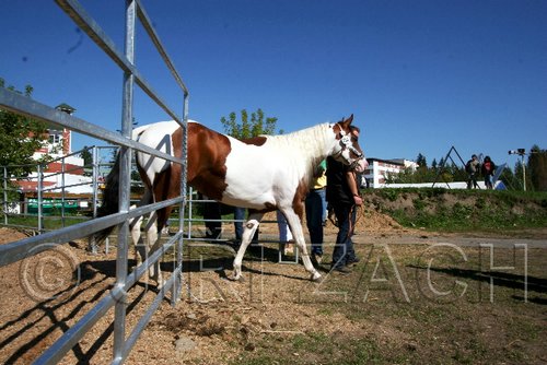Par06_0788.jpg