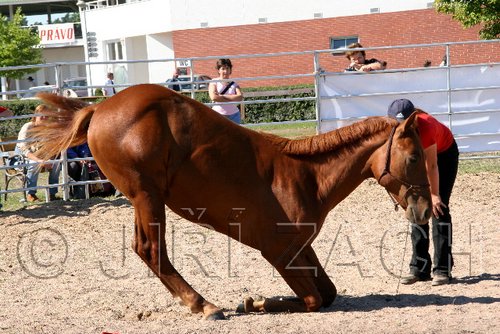 Par06_0920.jpg