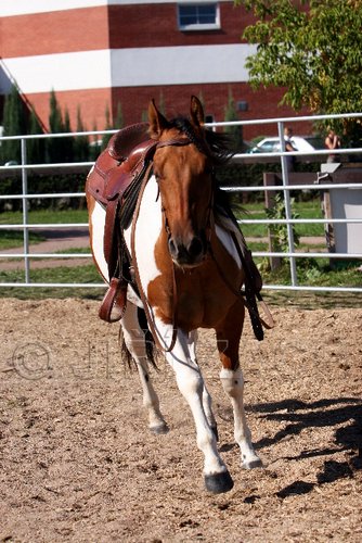 Par06_0990.jpg
