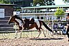 Par06_1000.jpg