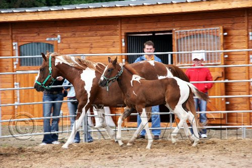 Par06_0041.jpg