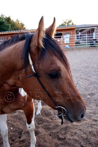 Par06_0273.jpg