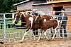 Par06_0042.jpg