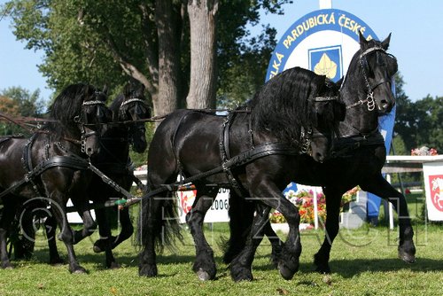 Par06_0393.jpg