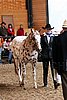 PAS06_0226.jpg