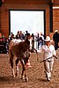 PAS06_0229.jpg