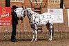 PAS06_0240.jpg