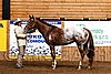 PAS06_0247.jpg
