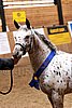 PAS06_0276.jpg