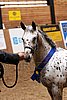 PAS06_0277.jpg