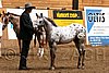 PAS06_0360.jpg