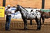 PAS06_0363.jpg