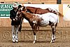 PAS06_0367.jpg