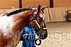 PAS06_0491.jpg
