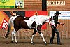 PAS06_0073.jpg