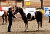 PAS06_0133.jpg