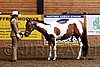 PAS06_0146.jpg