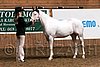 PAS06_0147.jpg