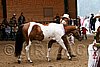 PAS06_0165.jpg