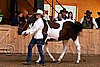 PAS06_0382.jpg