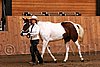 PAS06_0386.jpg