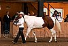 PAS06_0387.jpg