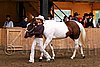 PAS06_0421.jpg