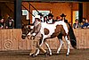 PAS06_0437.jpg