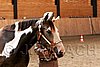 PAS06_0446.jpg
