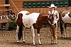 PAS06_0449.jpg