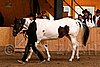 PAS06_0461.jpg