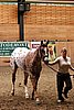 PAS06_0511.jpg