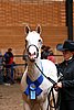 PAS06_0558.jpg